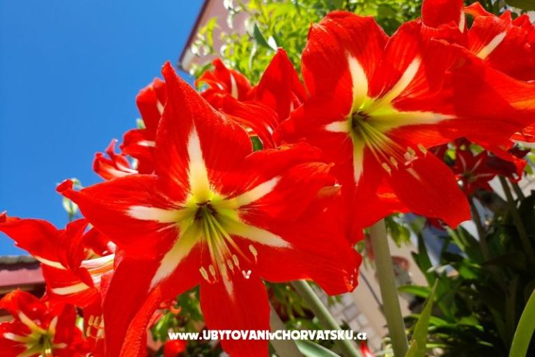 Apartmani Tomic – foto 7