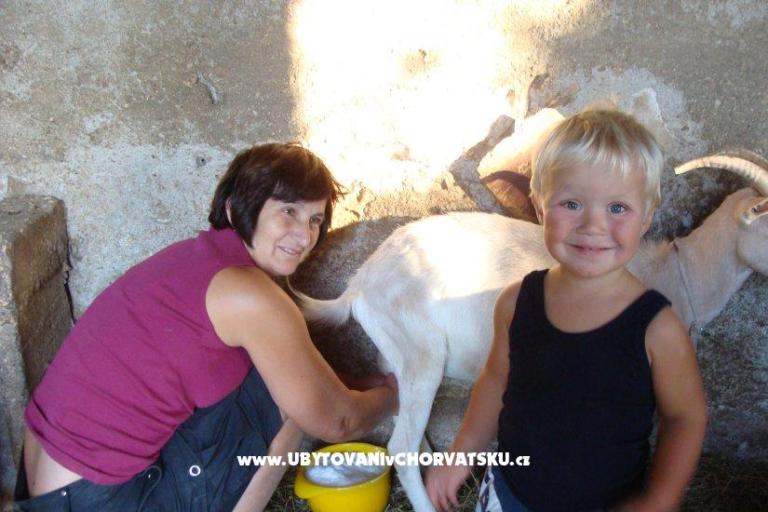 Apartmani Sokalo-Petar – foto 8