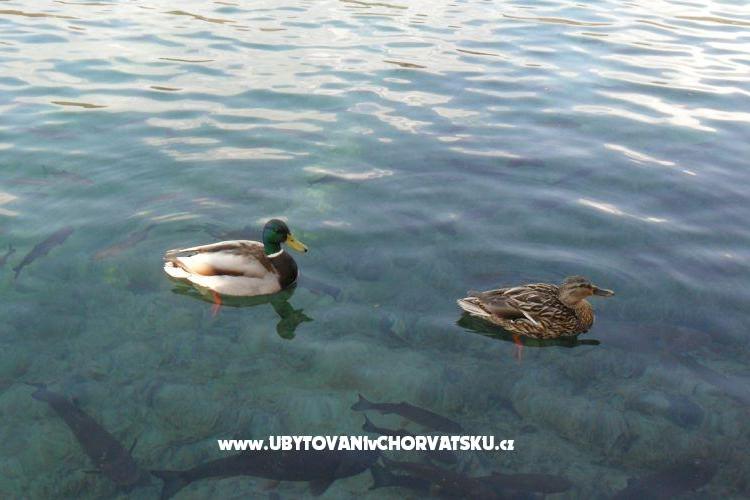 Apartmani Marija – foto 16