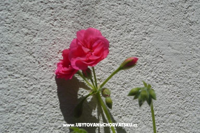 Apartmani Sumić – foto 13