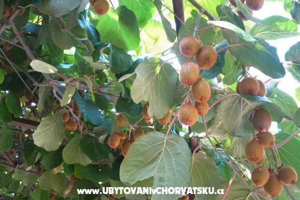 Apartmani Milanović  Poreč – foto 15