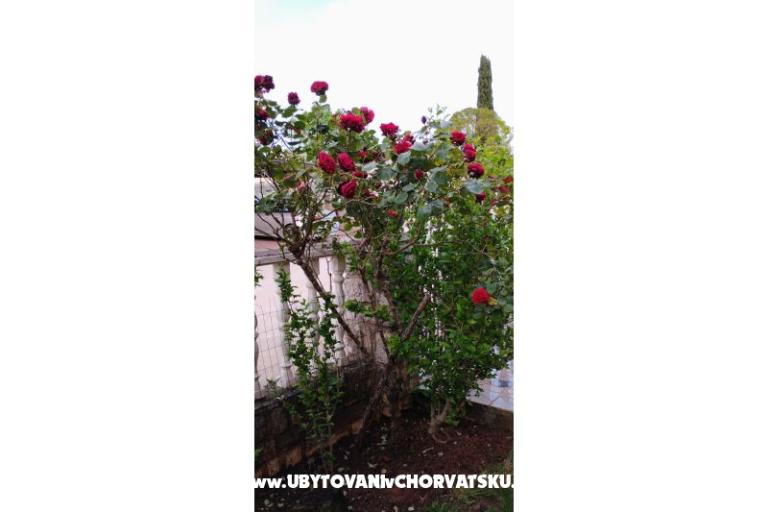 Apartmani Dragica! – foto 28