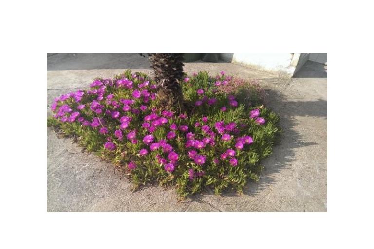 Apartmani Šime – foto 10