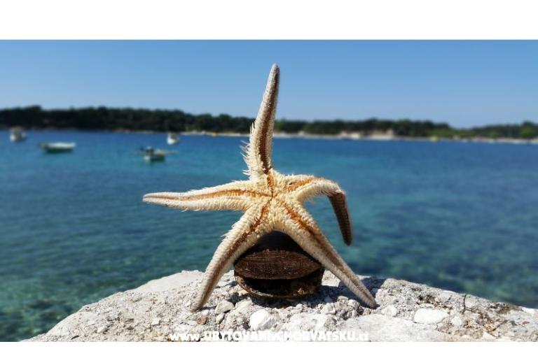 Apartman Viktorija – foto 12