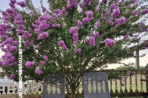 Kristina Apartmani – foto 3