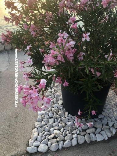 Apartmani Ruža – foto 28