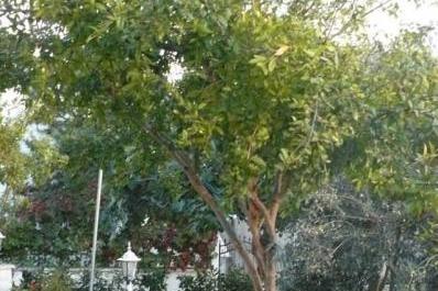 Apartmani Milica – foto 5