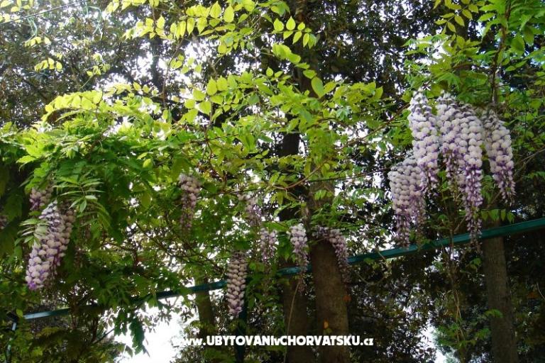 GREEN GARDEN & BUENA VISTA  – foto 12