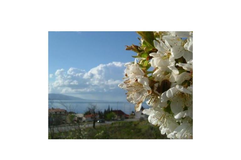 Apartmani Klara – foto 8