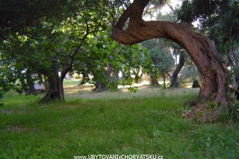 Kamp -Apartmani-Sladenovici – foto 2
