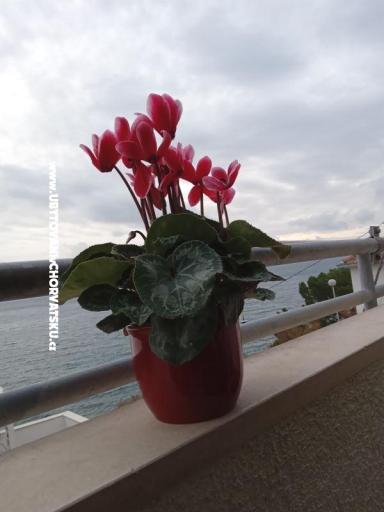 Apartman Jagoda – foto 23