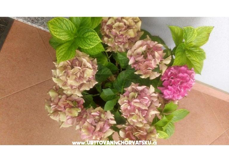 Apartmani Ira – foto 12