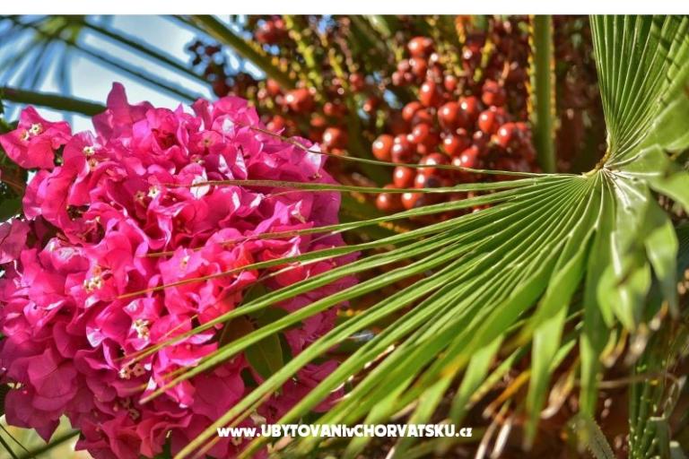 Apartmani Dominika – foto 23