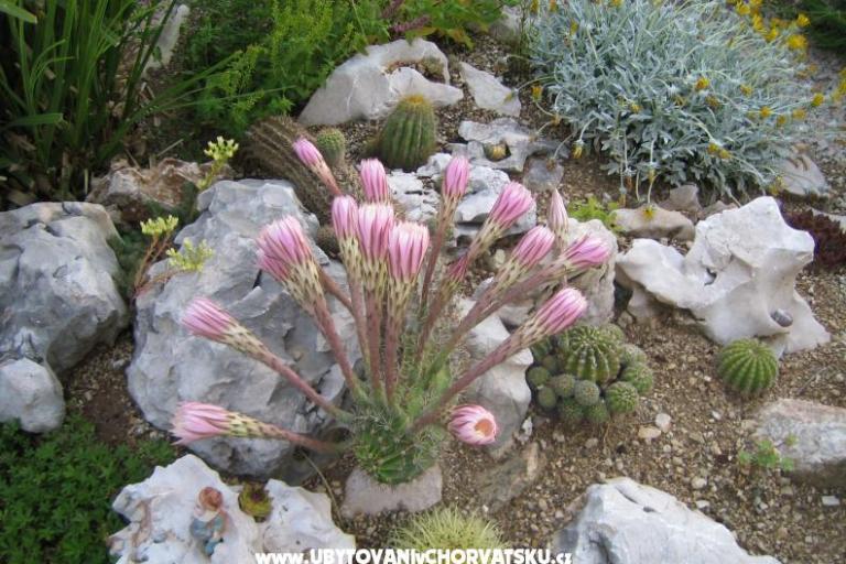 Apartmani Sunce – foto 17
