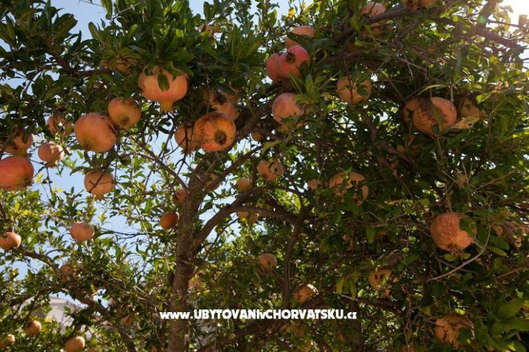 Apartman Ćiro – foto 4