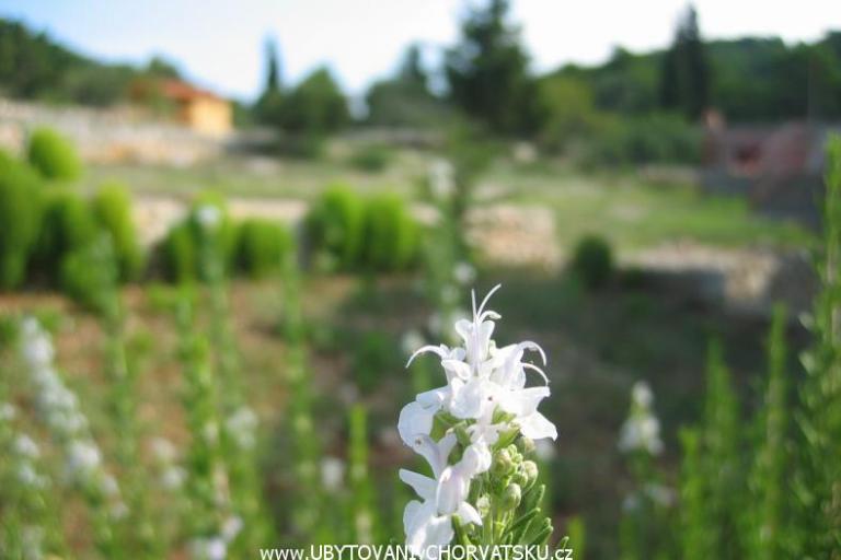Apartmani Perutović – foto 7