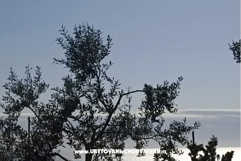 App Bonić – foto 102