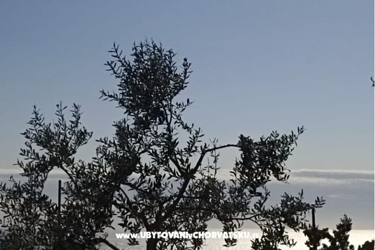 App Bonić – foto 66