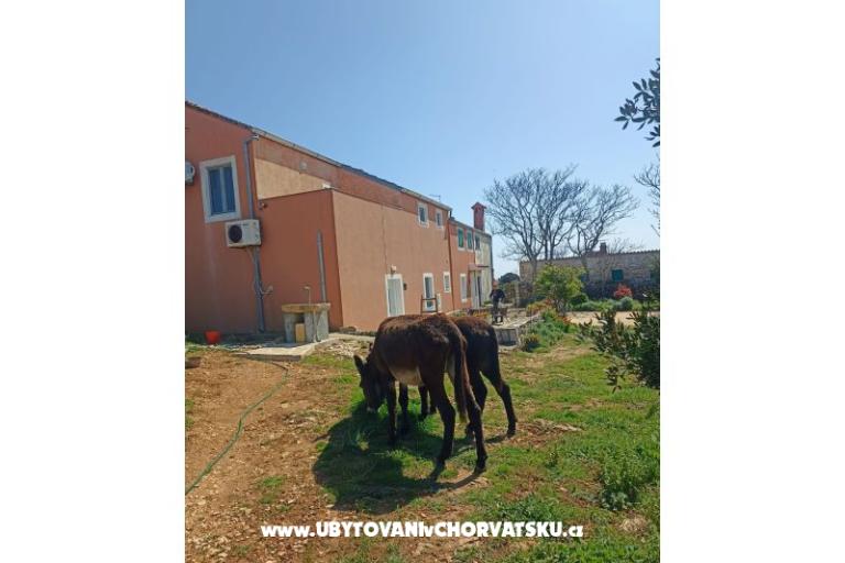 App Bonić – foto 96