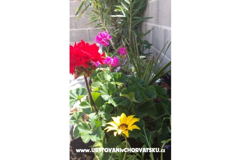 Apartmani Maja – foto 14