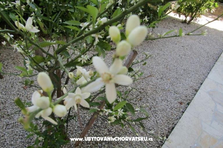 Apartmani Kokor – foto 5