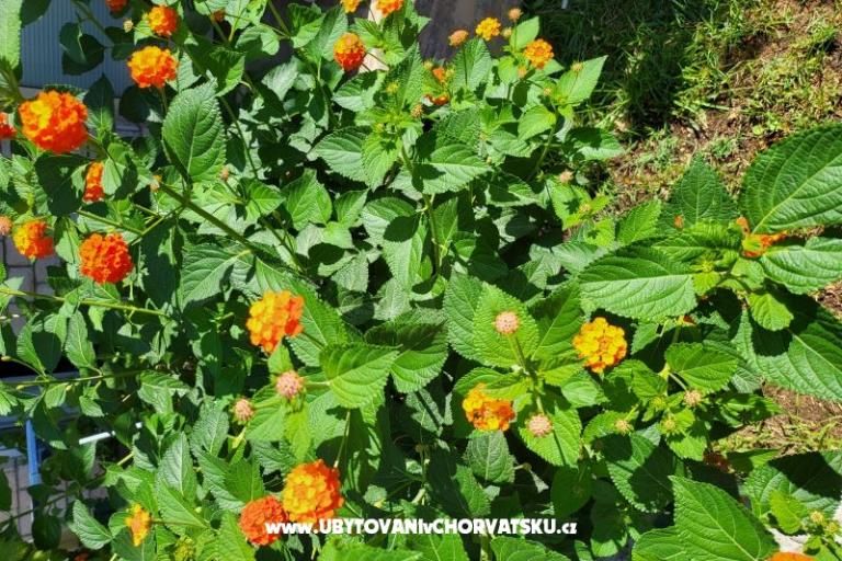 Apartmani Rino – foto 38