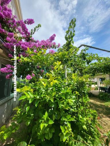 Apartmani Vinka – foto 23