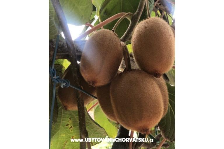 Kiwi Kuća – foto 2