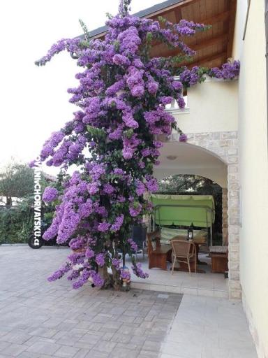 Apartmani  Vesna  – foto 9