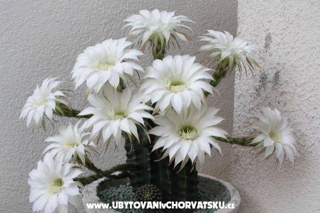 Apartmani LM – foto 3