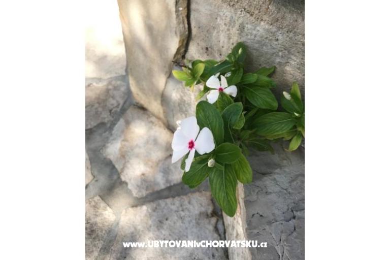 Apartmani Kod Vlaha ,I&amp;T – foto 14