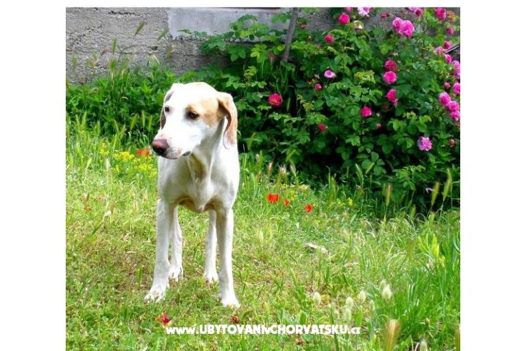 Apartman Bjanka – foto 18